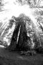 09-28 Redwoods.jpg - 